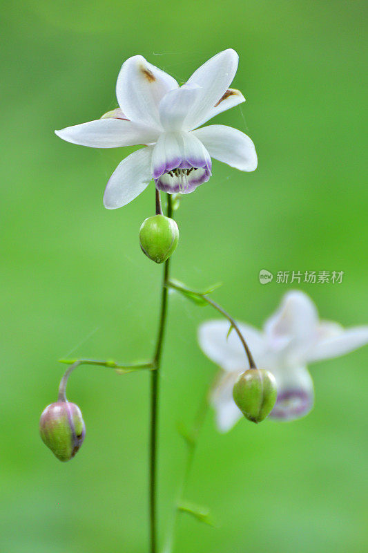 Anemonopsis macrophylla花